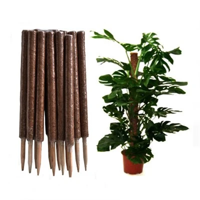 Bâton de support de plante pour plante grimpante